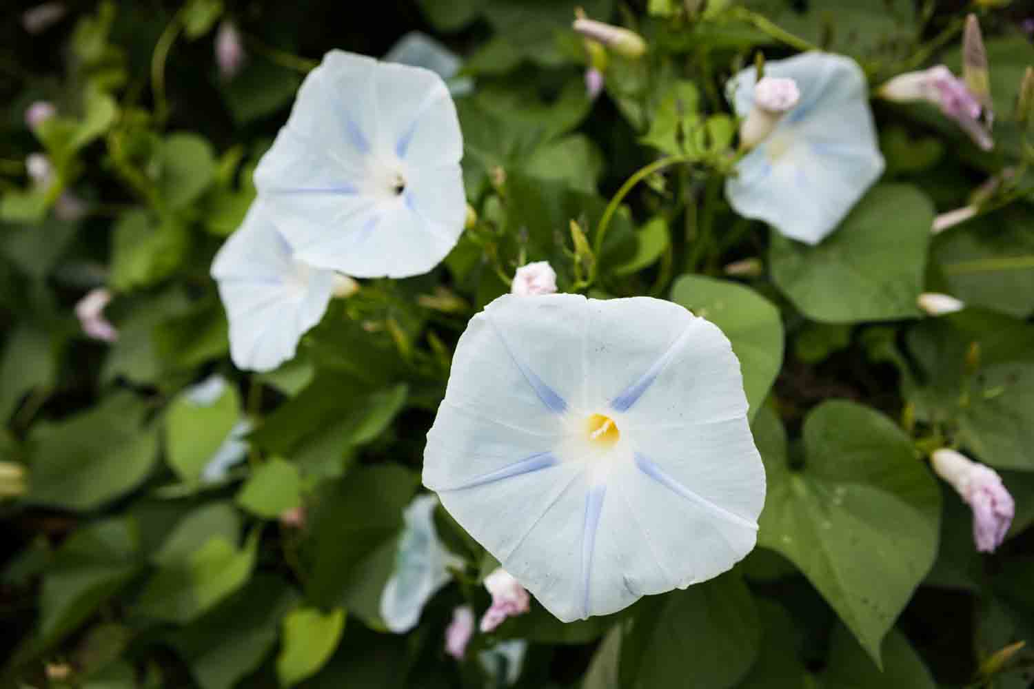 Close up on blue morning glory flowers