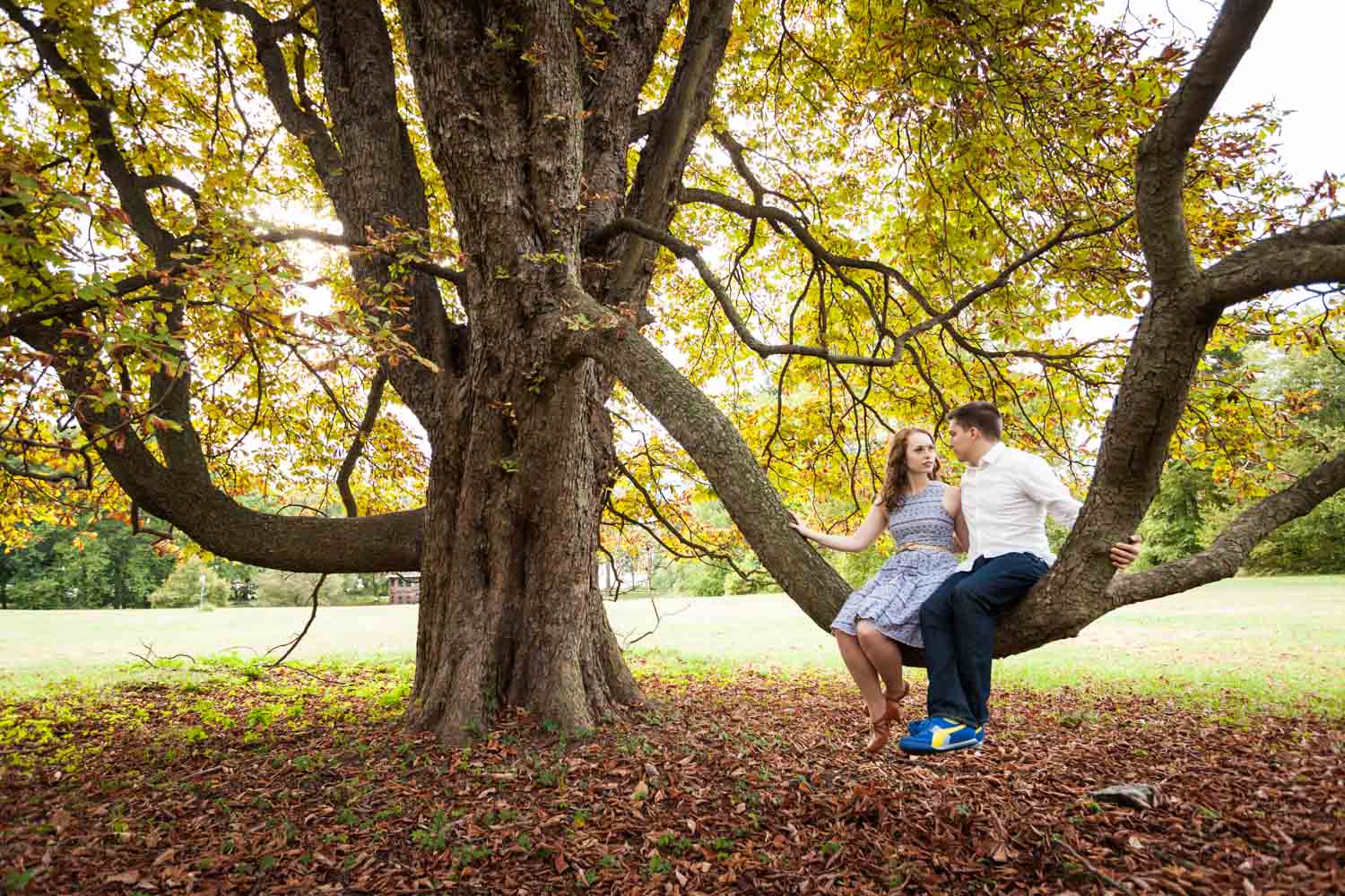 Couple sitting on tree branch at a Lyndhurst Mansion engagement photoshoot