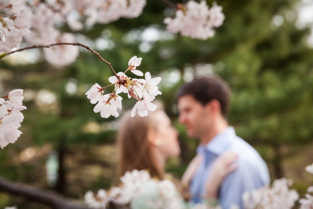 Cherry blossom trees in bloom with couple in background