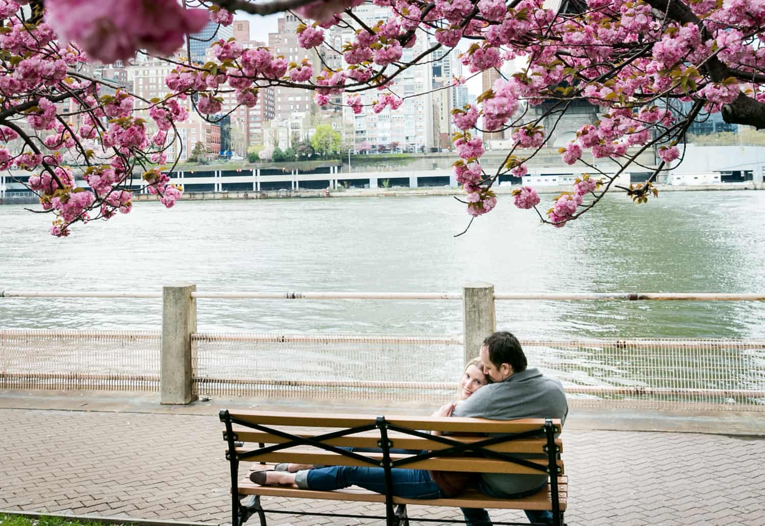 Couple laying on bench underneath cherry blossom trees on Roosevelt Island