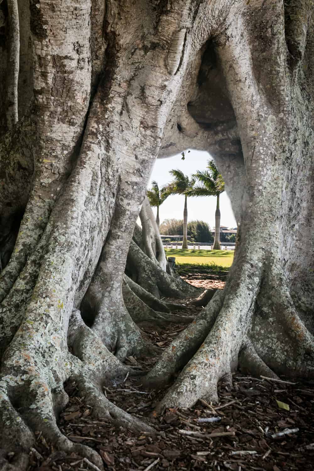 View of palm trees through hole in banyan tree in Sarasota