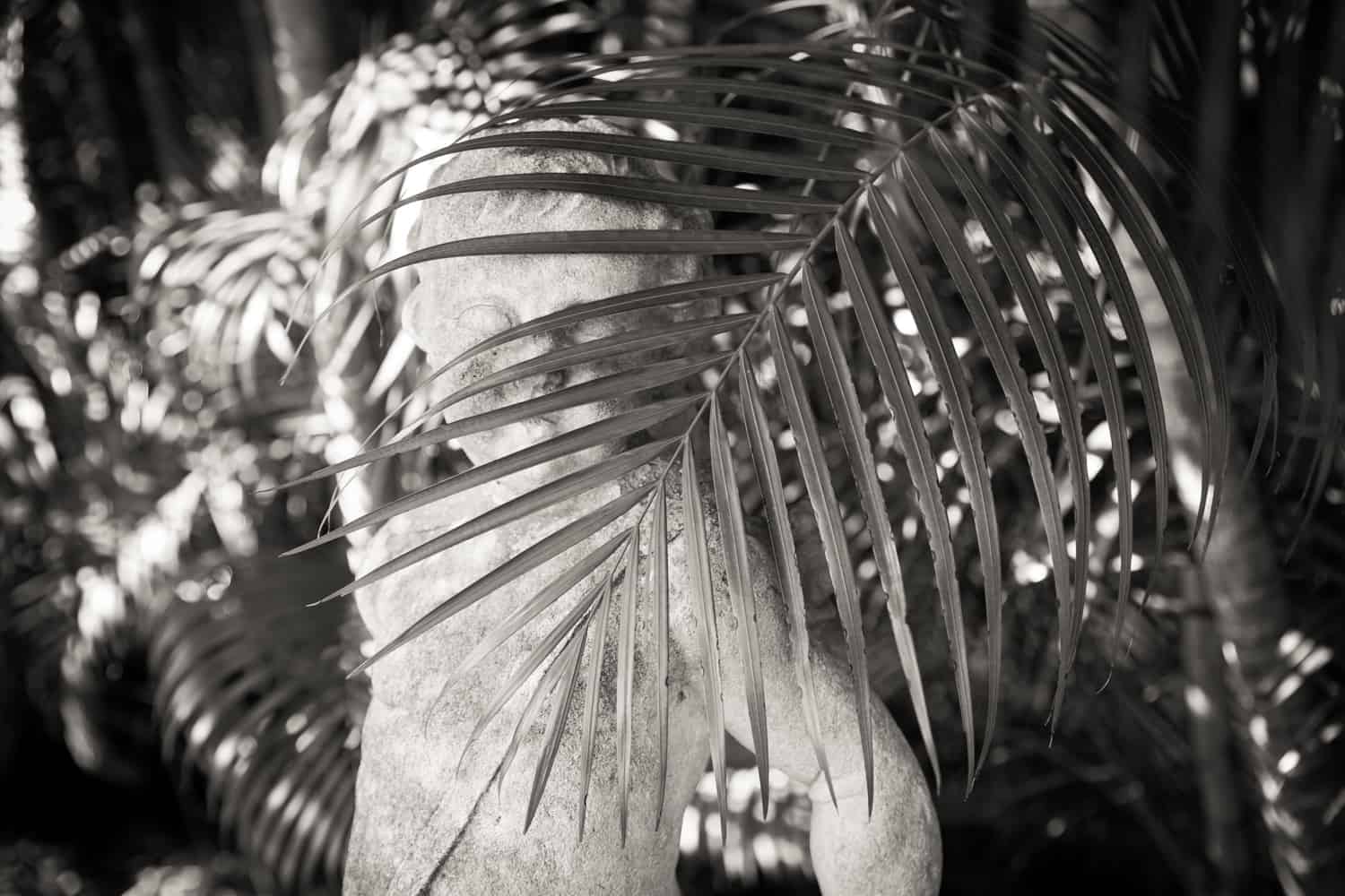 Black and white photo of statue behind palm leaf in Ca d'Zan garden in Sarasota