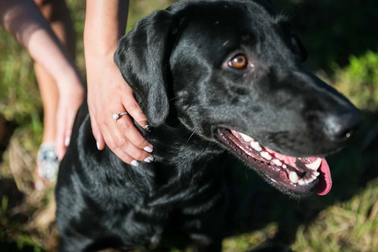 Woman's hand wearing engagement ring petting black labrador retriever dog