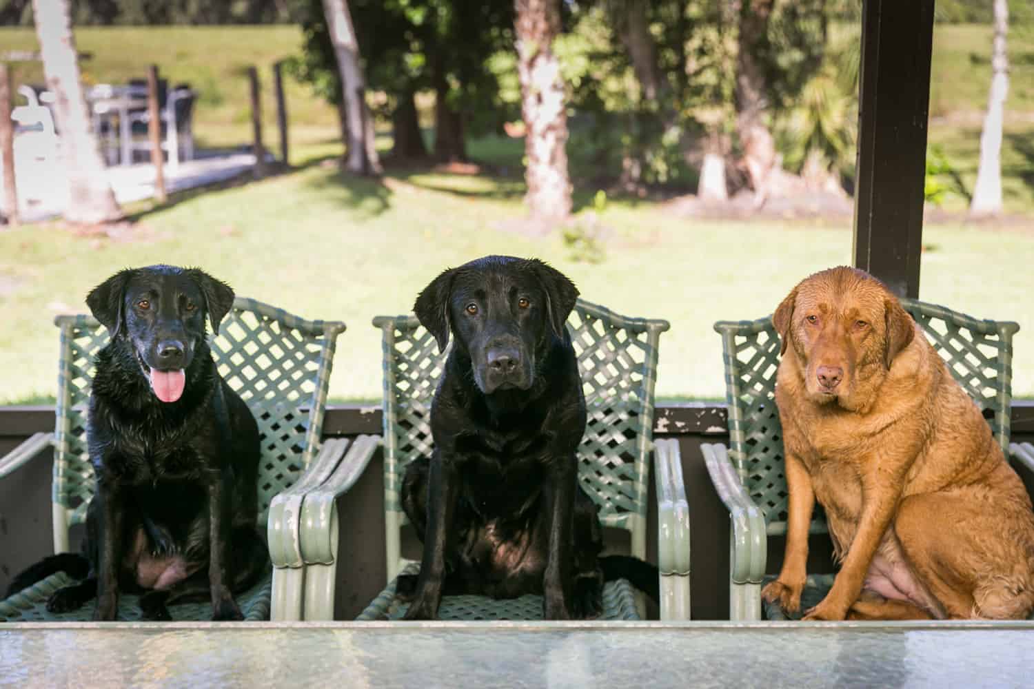Three labrador retriever dogs sitting in chairs