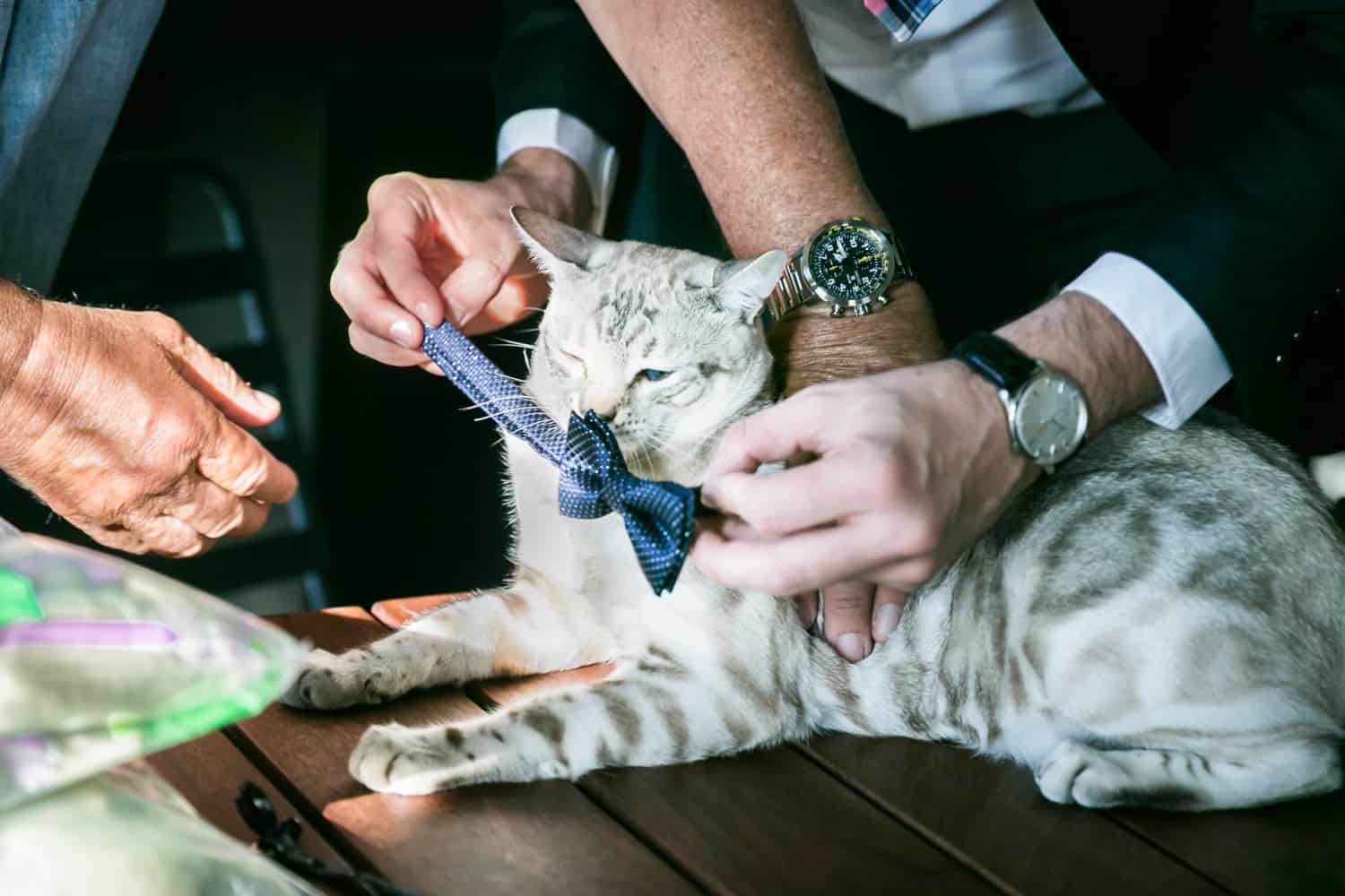 Close up of hands putting bowtie on cat for an article on tips for including your pet in your wedding