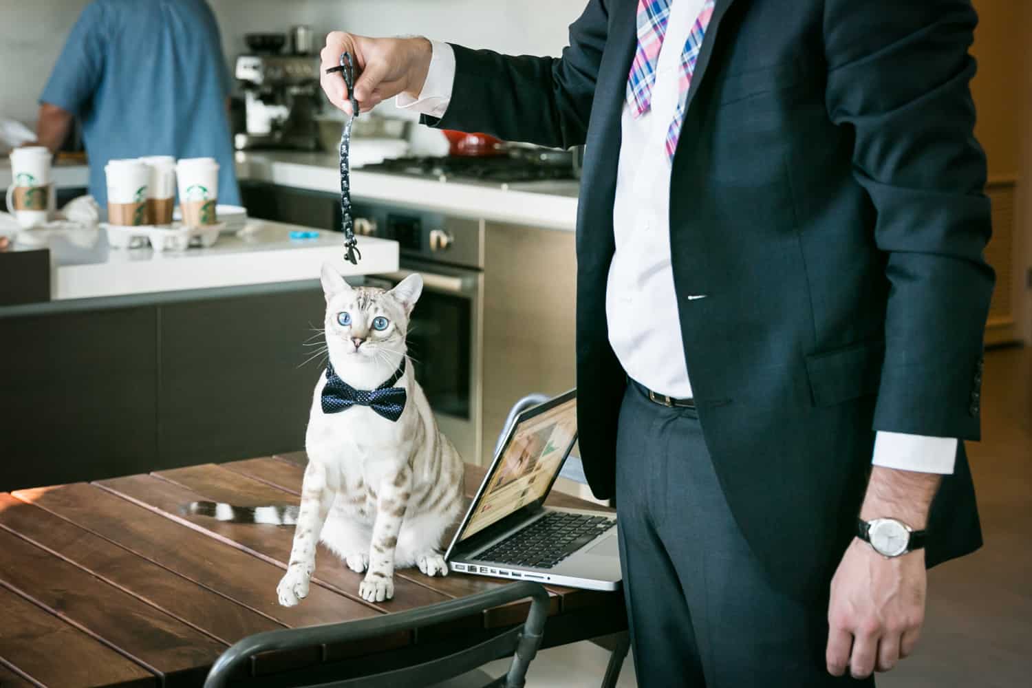 Cat wearing bowtie for an article on tips for including your pet in your wedding