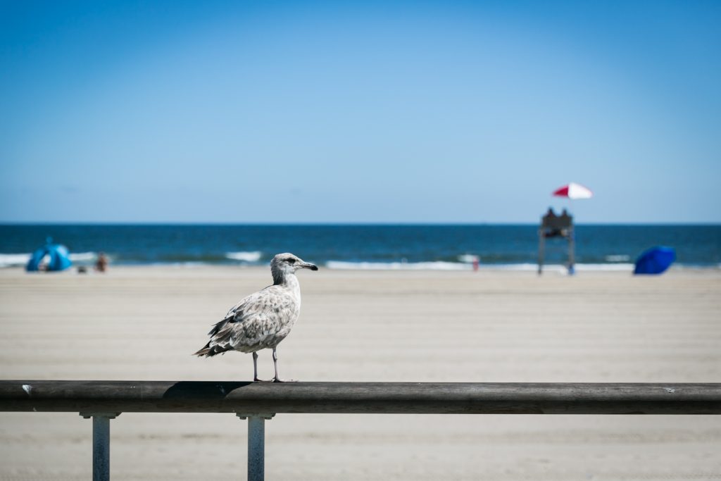 Seagull on railing in Far Rockaway