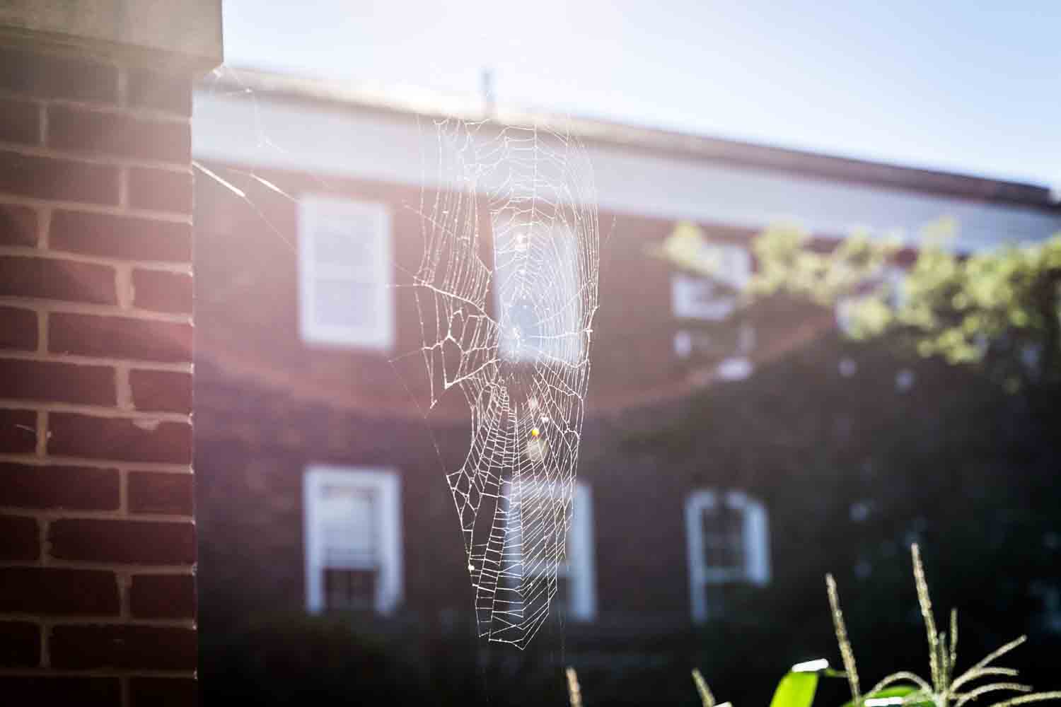 Cobweb with sunlight