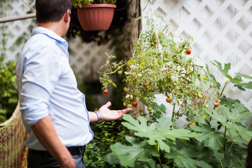 Man touching cherry tomato plant