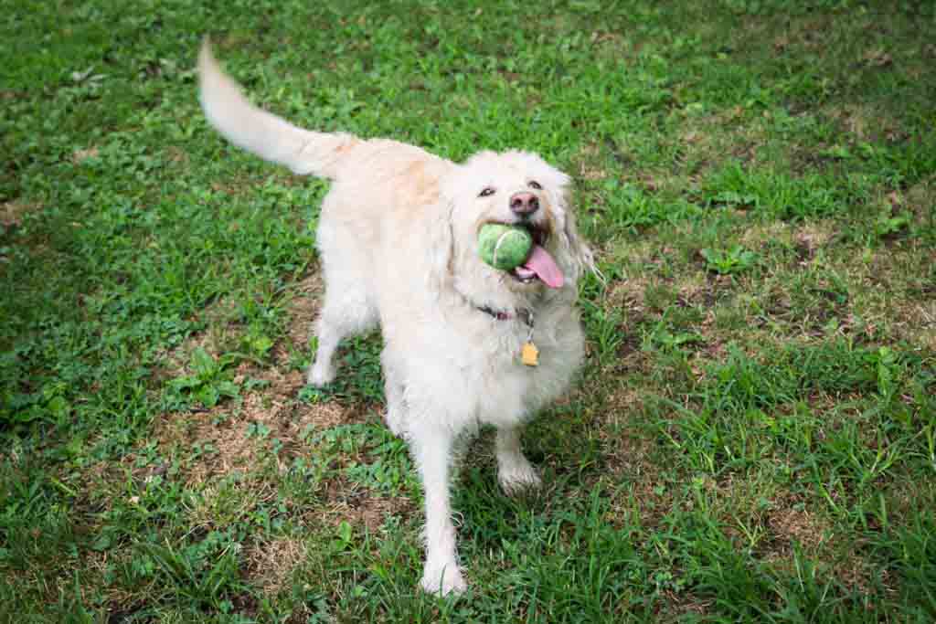 Dog holding tennis ball in its teeth