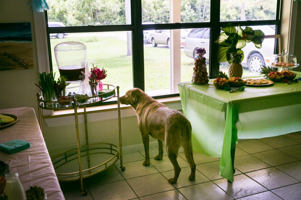 Dog looking out window at a Florida bridal shower