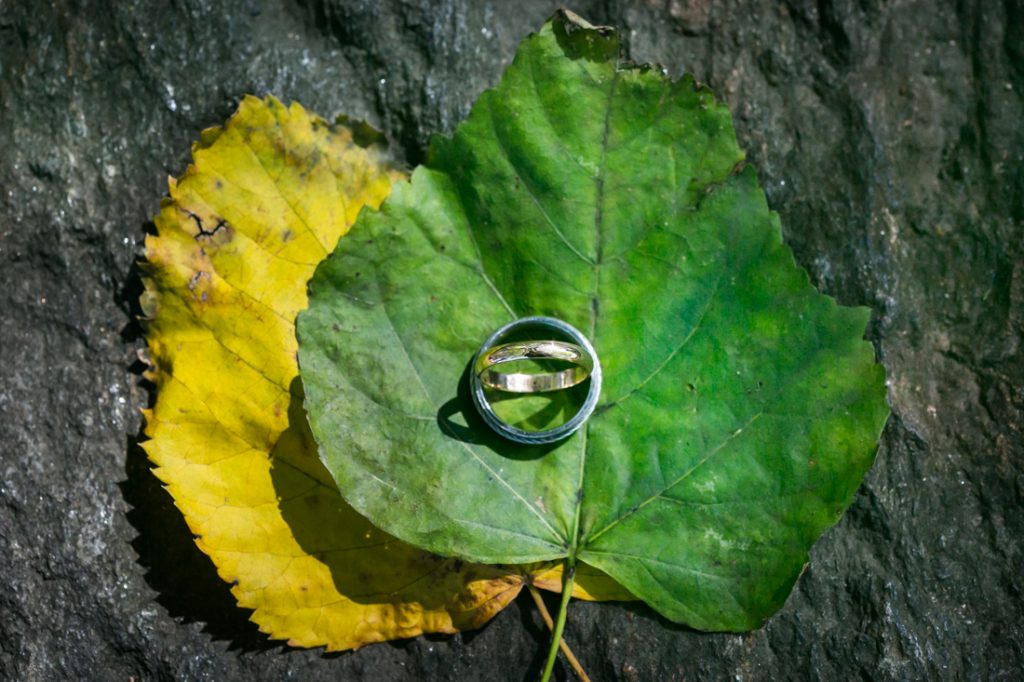 Wedding rings on green and yellow leaves