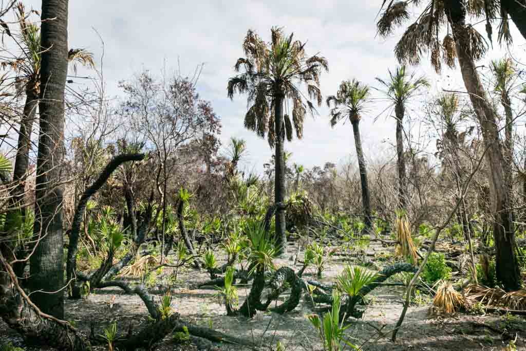 Palm grove showing signs of controlled burn for article on Honeymoon Island photos