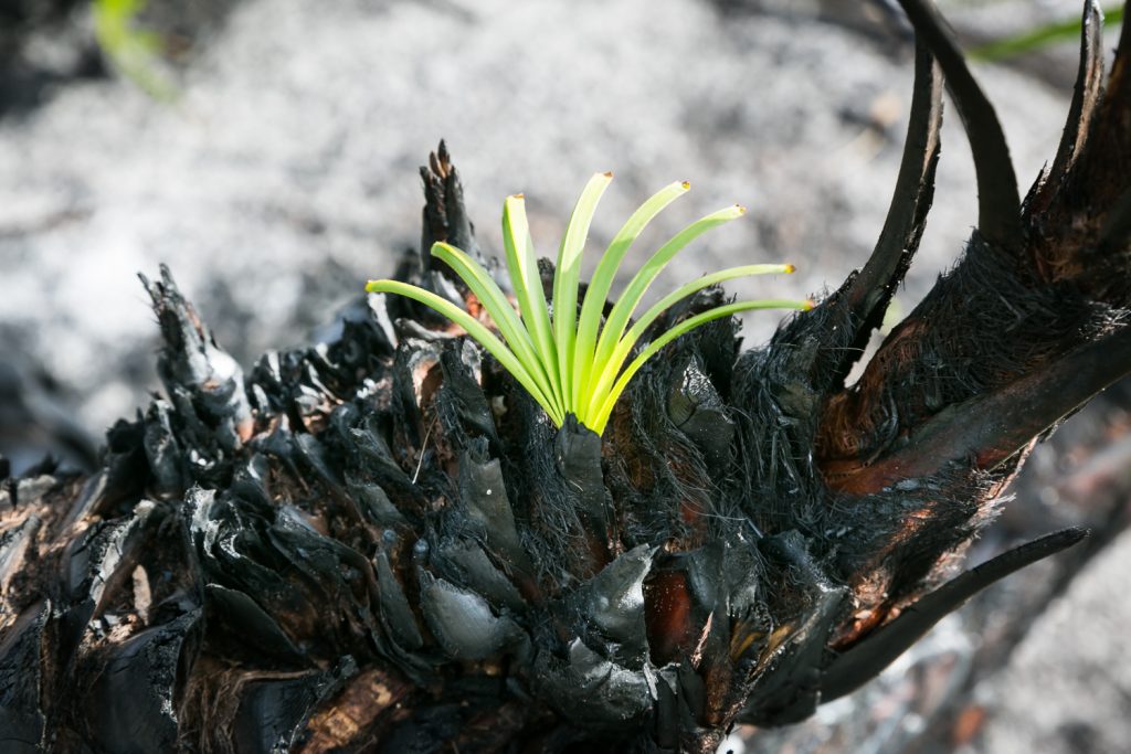 Green leaves emerging from burned bark for article on Honeymoon Island photos