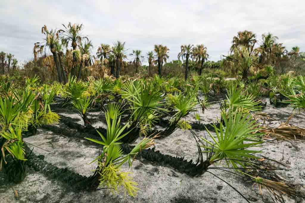 Palm grove showing signs of controlled burn for article on Honeymoon Island photos