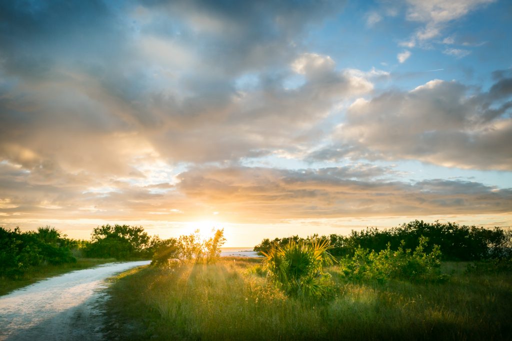 Rays of sun peeking through trees  on Honeymoon Island