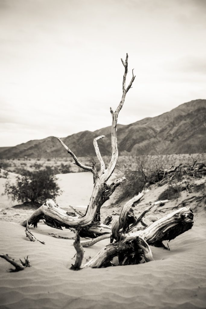 Black and white photo of branch in sand dune in Death Valley National Park