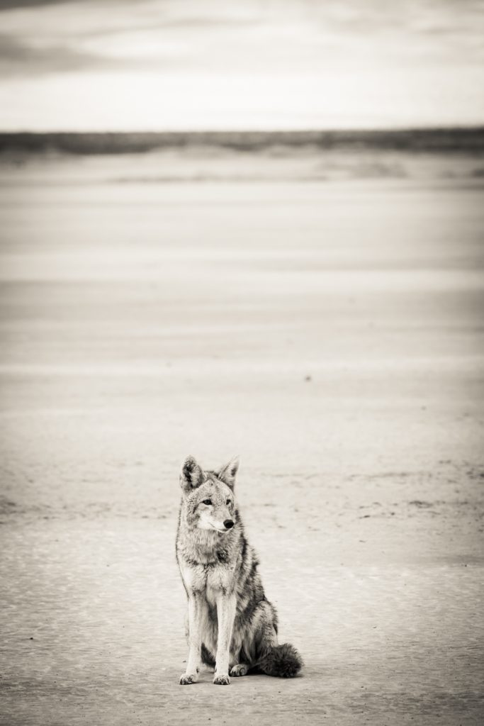 Black and white photo of coyote sitting on ground in Death Valley National Park