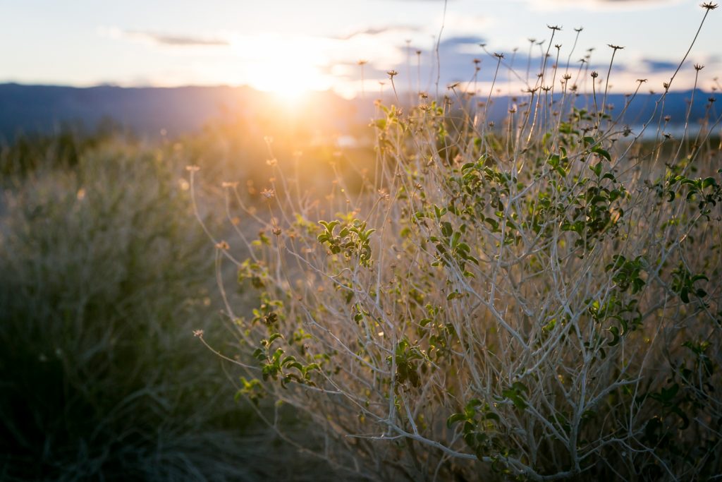 Sunrise shining through desert plants near Lake Mojave