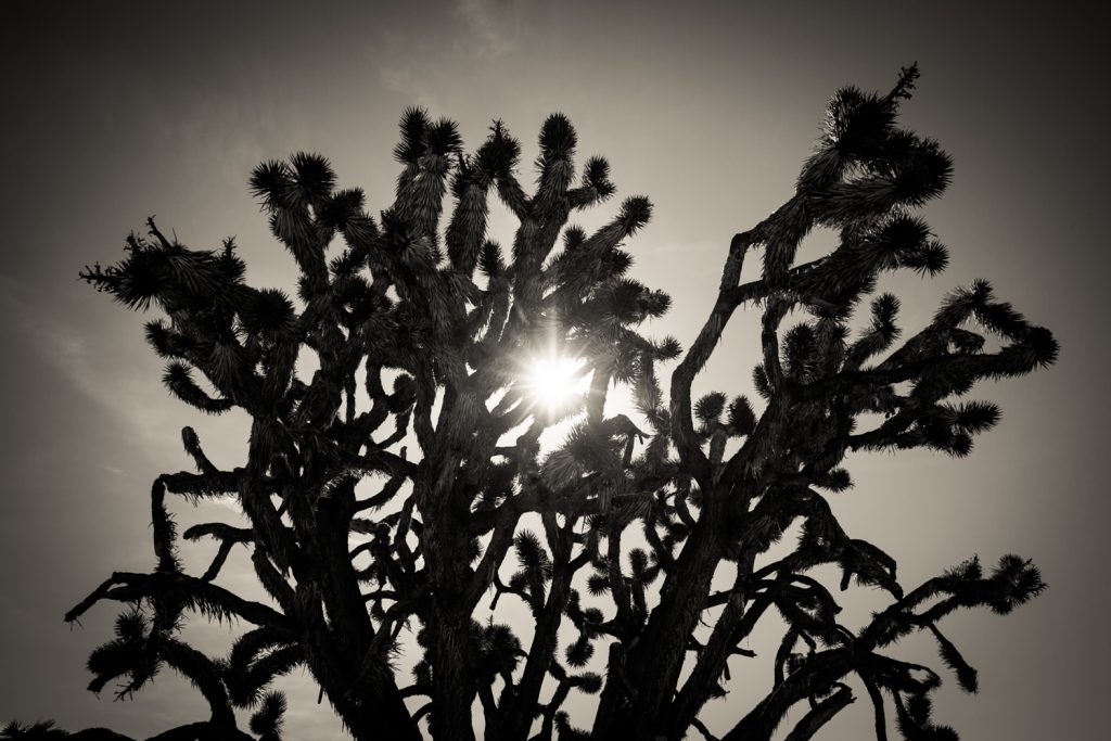 Black and white photo of backlit Joshua Tree cactus