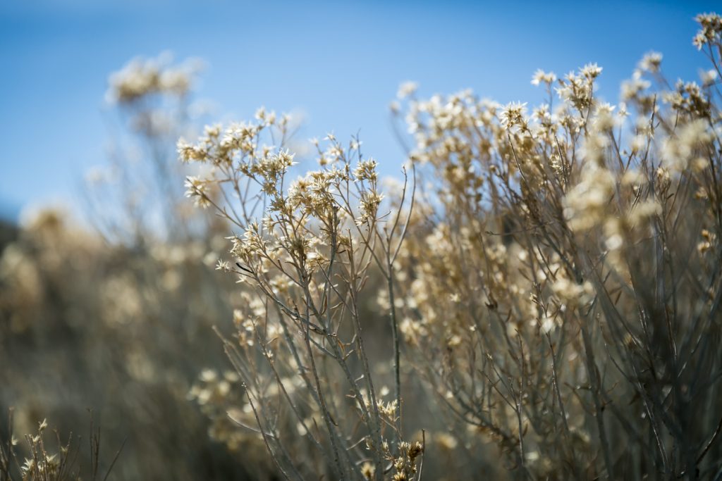 Close up on desert flowers in Mojave National Preserve