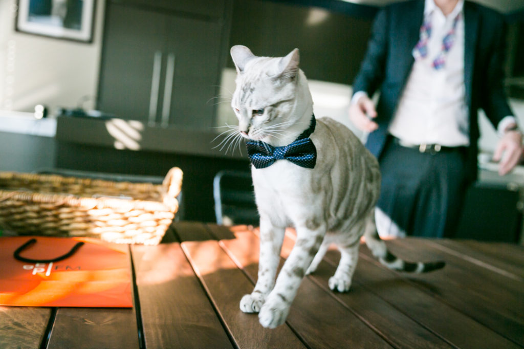 Cat for bowtie for an article on creative borrowed and blue wedding ideas