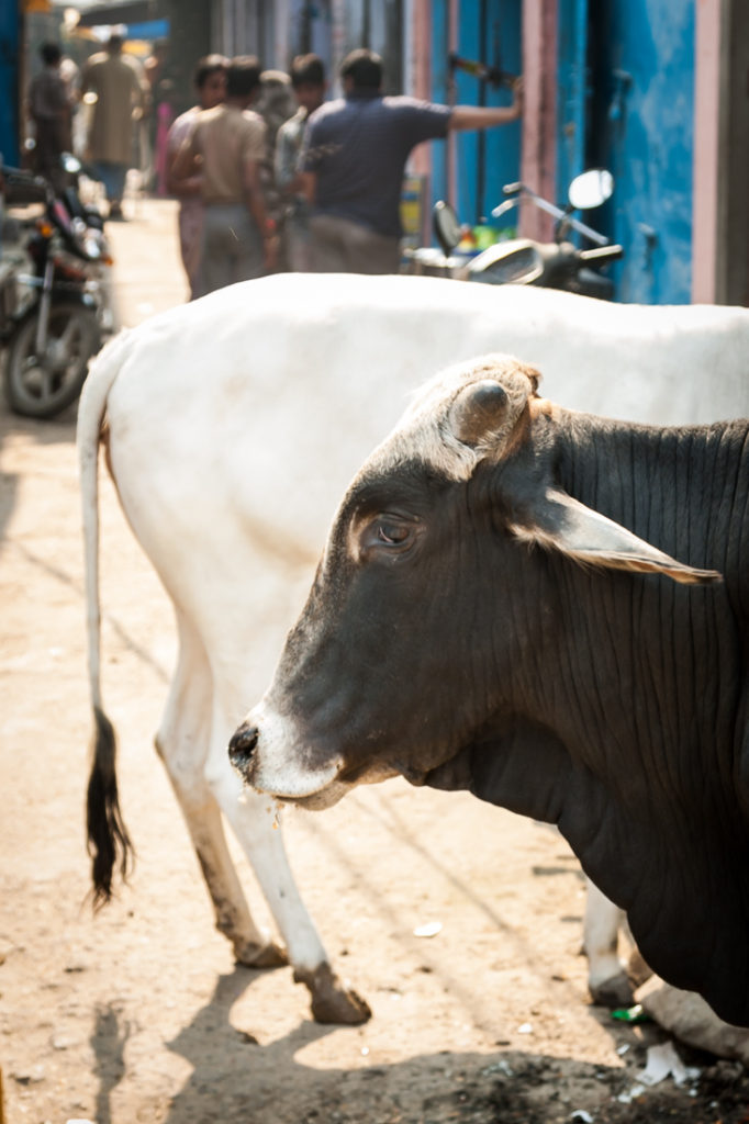 India street photography in Agra