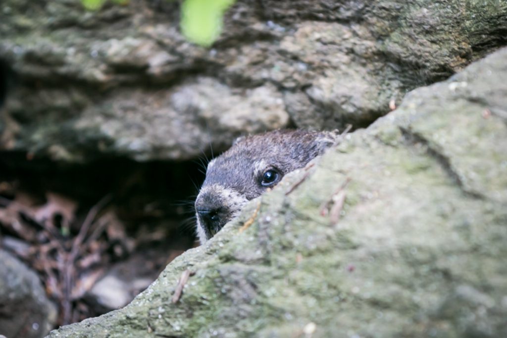 Woodchuck at a Fort Tryon Park engagement portrait