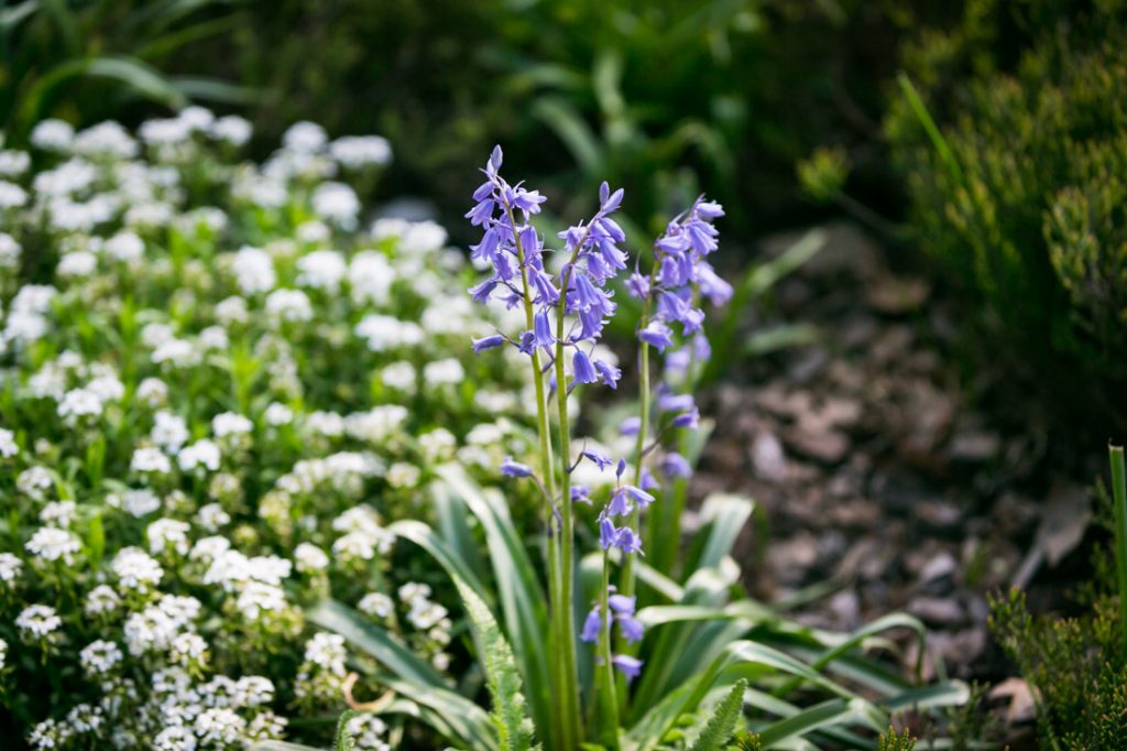 Blooming flowers at a Fort Tryon Park engagement portrait