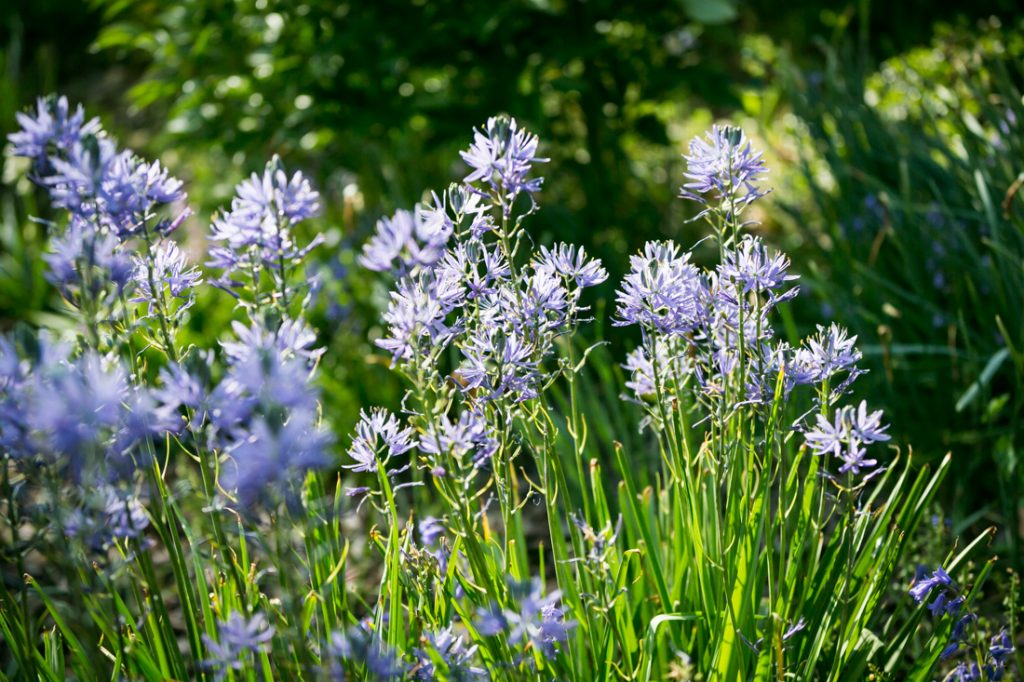 Blooming flowers at a Fort Tryon Park engagement portrait