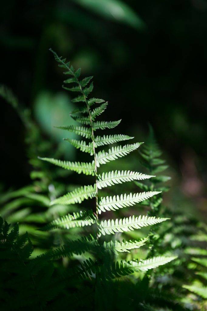 Fern by North Carolina photographer, Kelly Williams