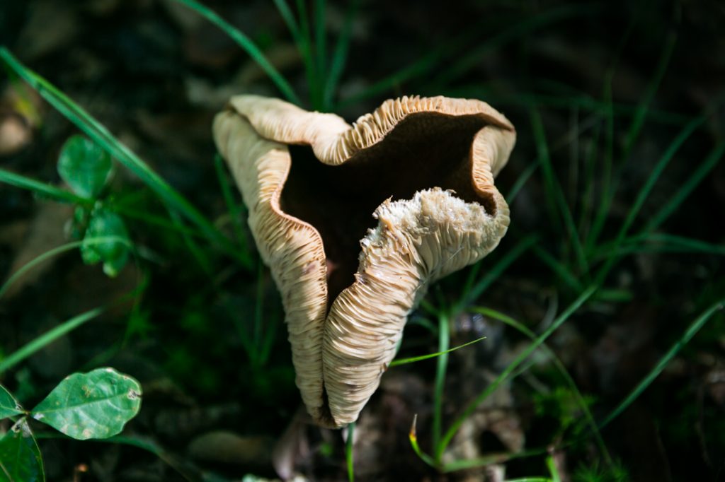 Mushroom by North Carolina photographer, Kelly Williams