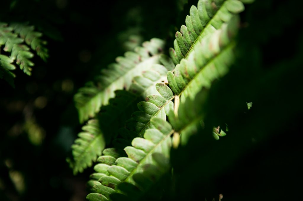 Fern by North Carolina photographer, Kelly Williams