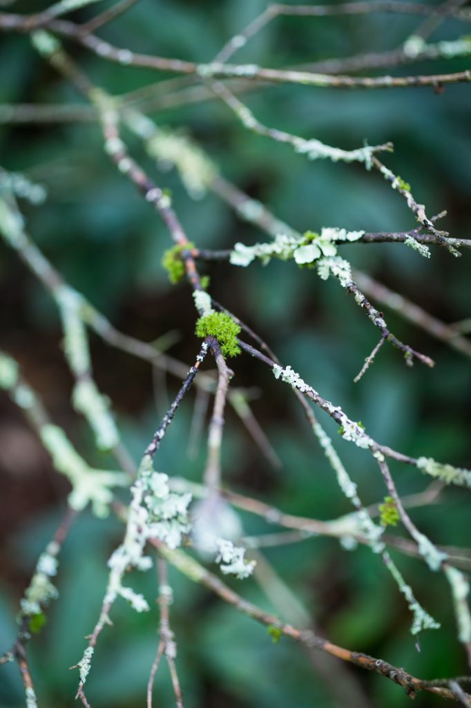 Moss by North Carolina photographer, Kelly Williams