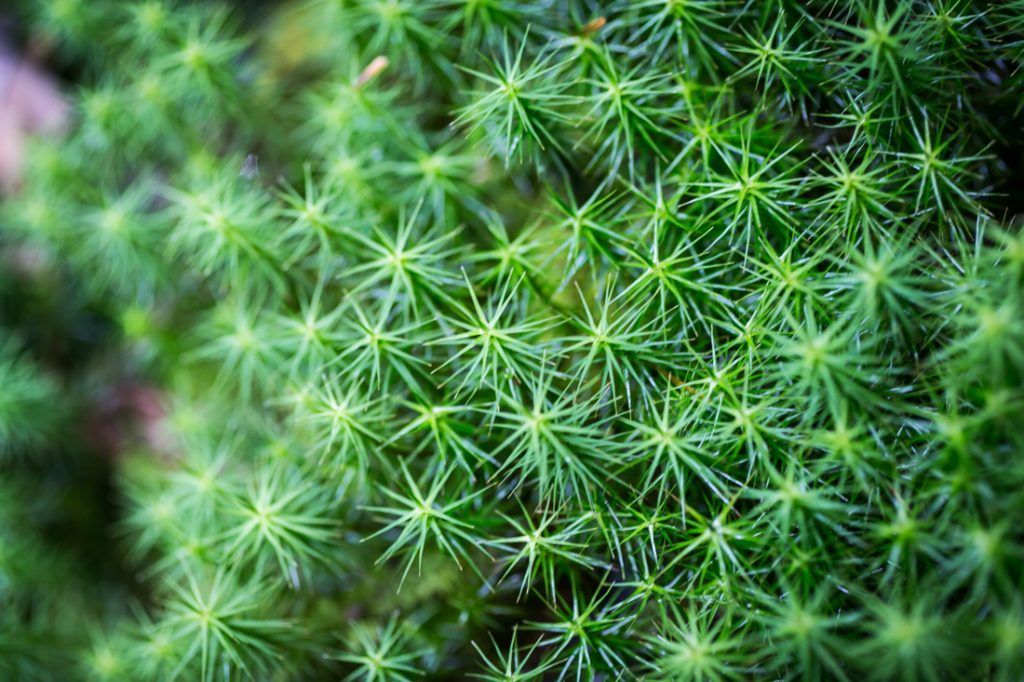 Moss by North Carolina photographer, Kelly Williams