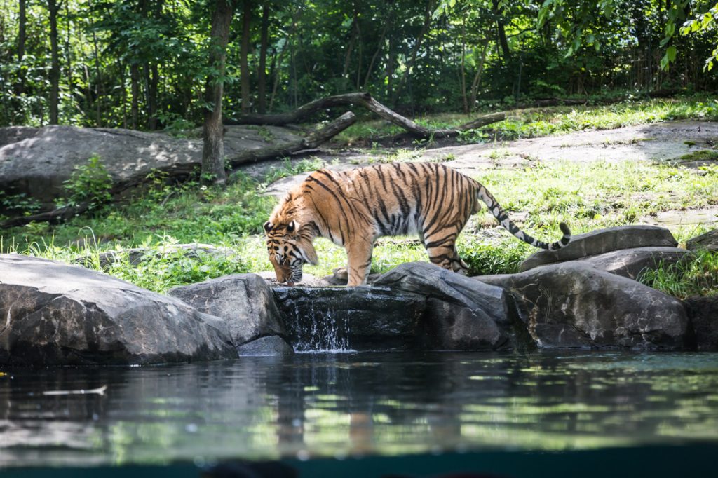 Tiger drinking for an article on Bronx Zoo photo tips