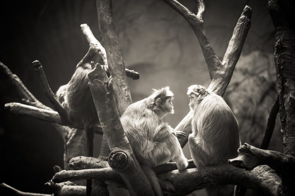 Ebony langurs for an article on Bronx Zoo photo tips