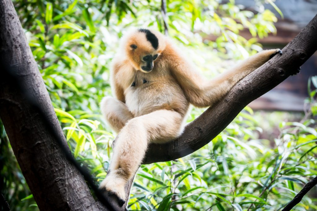 White-cheeked gibbon for an article on Bronx Zoo photo tips
