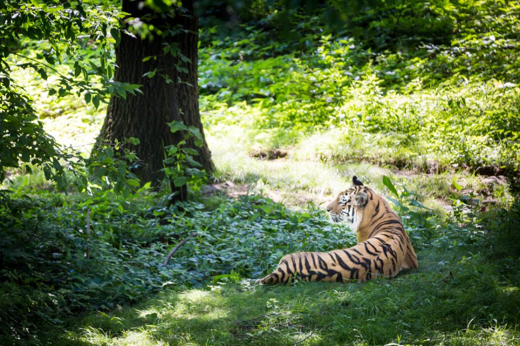Tiger lounging for an article on Bronx Zoo photo tips