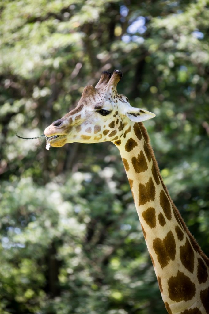 Giraffe for an article on Bronx Zoo photo tips