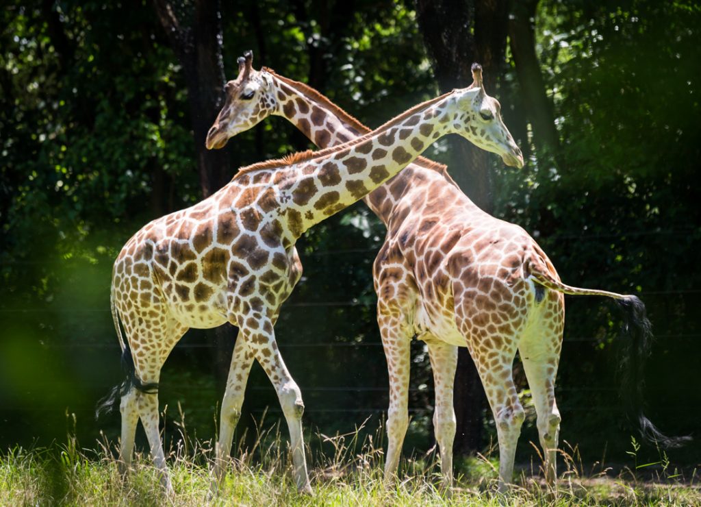Two giraffes for an article on Bronx Zoo photo tips