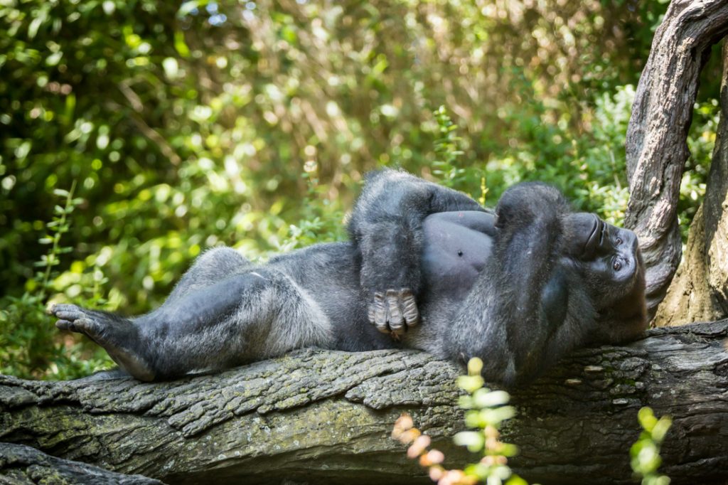 Lounging gorilla for an article on Bronx Zoo photo tips