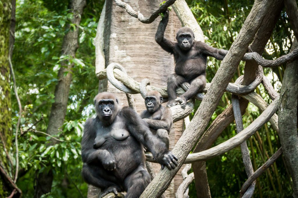 Family of gorillas for an article on Bronx Zoo photo tips