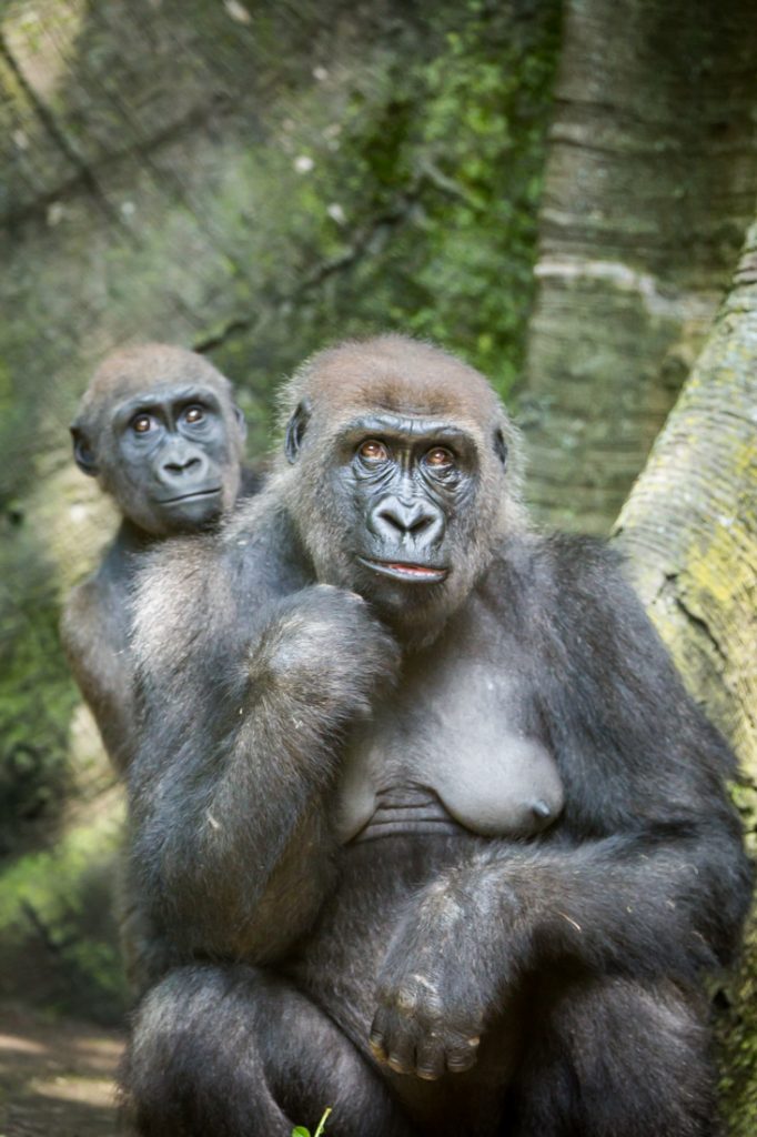 Family of gorillas for an article on Bronx Zoo photo tips