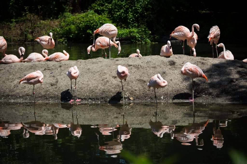 Flamingoes for an article on Bronx Zoo photo tips
