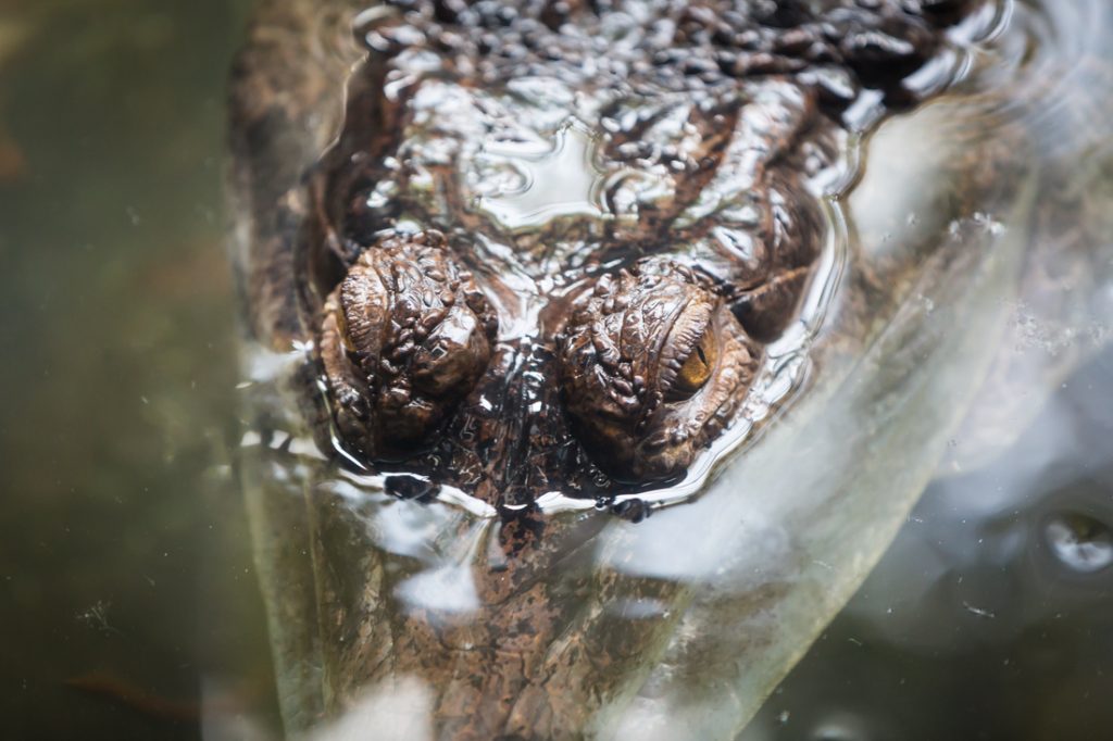 Crocodile for an article on Bronx Zoo photo tips