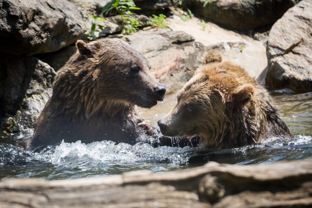 Grizzly bears for an article on Bronx Zoo photo tips