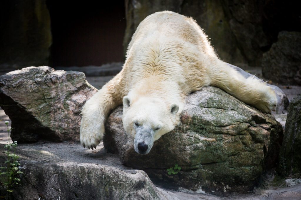 Polar bear for an article on Bronx Zoo photo tips