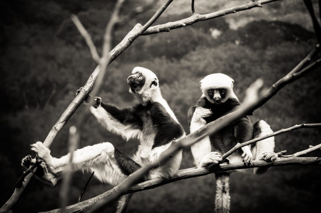 Conquerel’s sifakas for an article on Bronx Zoo photo tips