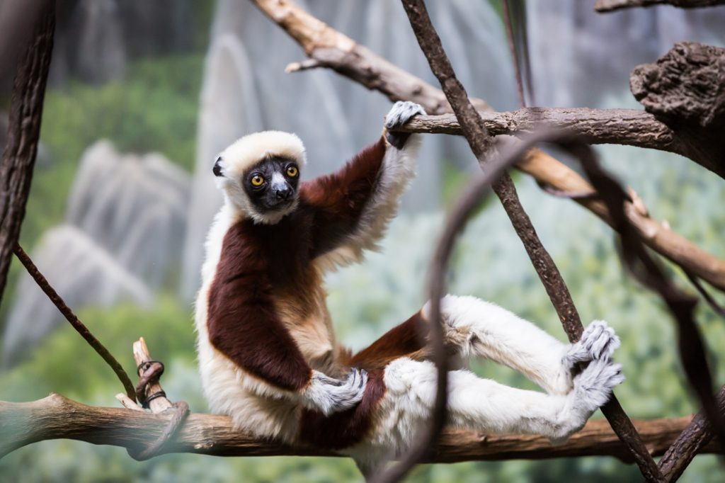 Conquerel’s sifaka for an article on Bronx Zoo photo tips